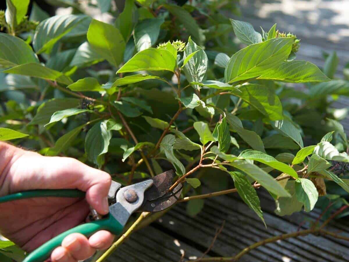 How to Save Vegetable Plants After a Frost