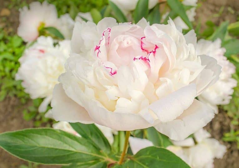 Will Peony Buds Open After Cutting?