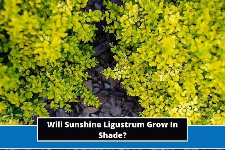 Will Sunshine Ligustrum Grow In Shade
