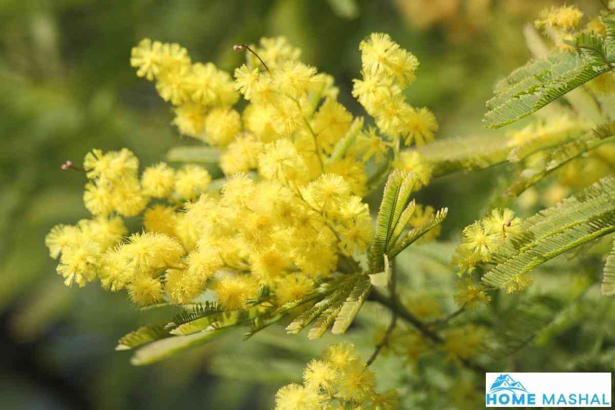 9 Different Plants With Thorns On Leaves (With Photos)