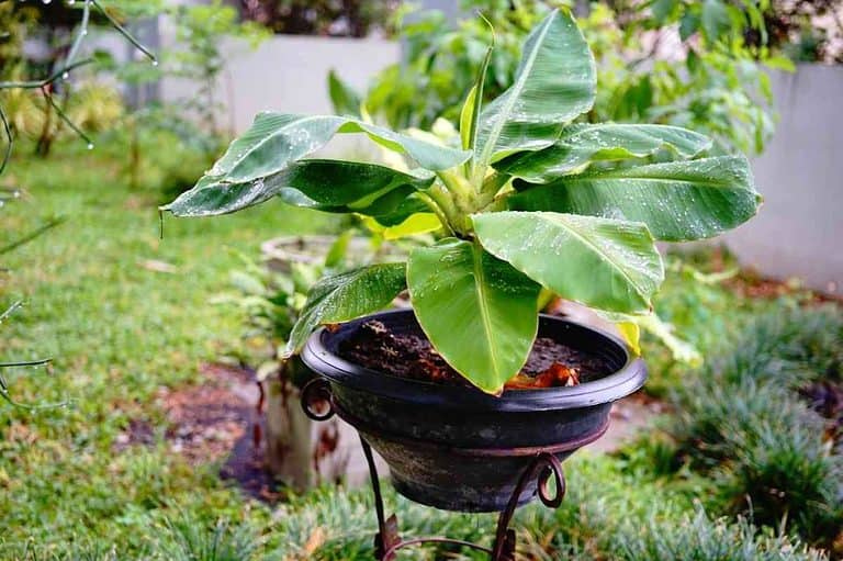 9 Best Potted Plants For Pool Area (With Photos)