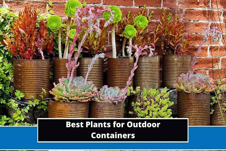 Plants for Outdoor Containers