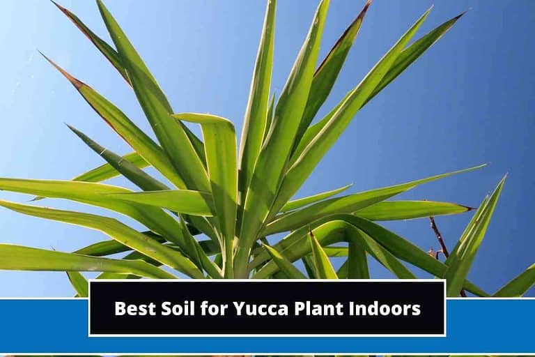 Best Soil for Yucca Plant Indoors