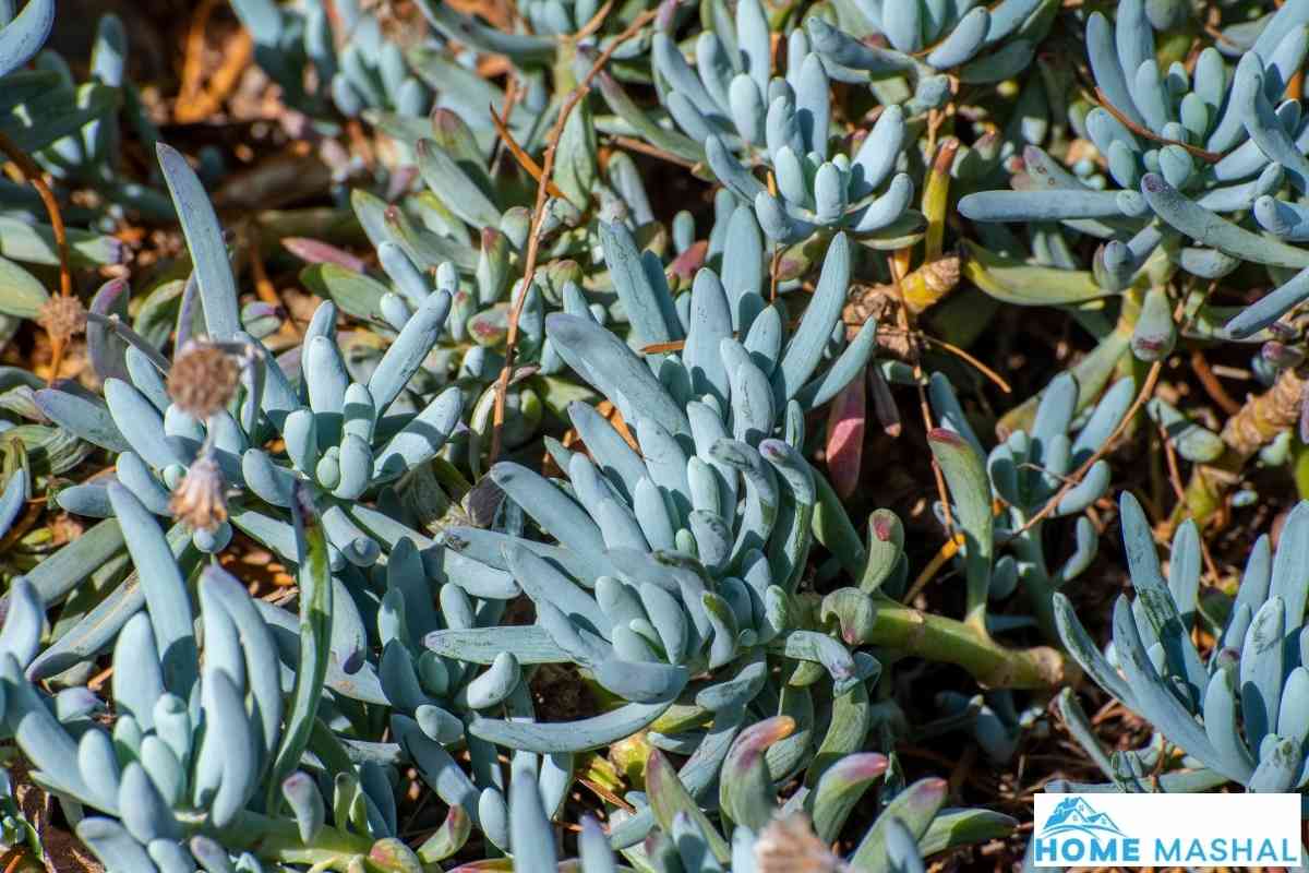 Best Kangaroo Paw Companion Plants