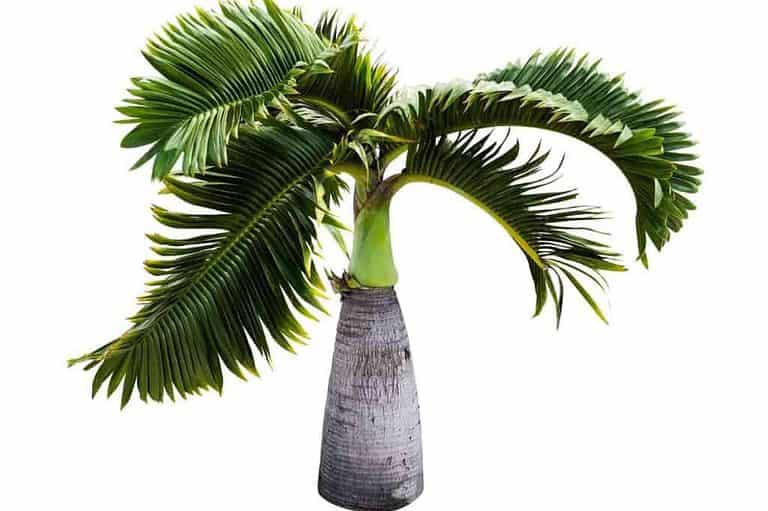 Top 9 Palm Trees That Stay Small (With Photos)