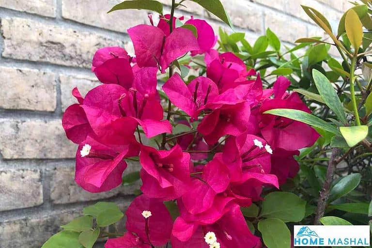 Great Description About Bougainvillea With Thorns
