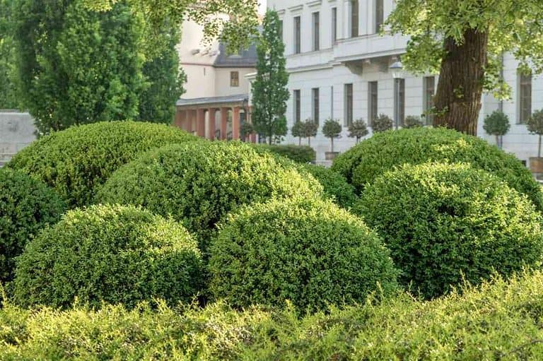 top-15-trees-that-don-t-lose-their-leaves