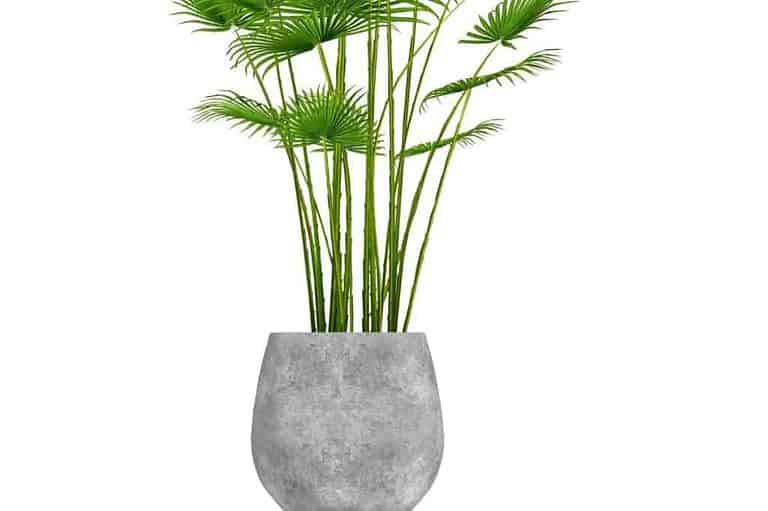 8 Best Small Palm Trees for Pots (With Photos)