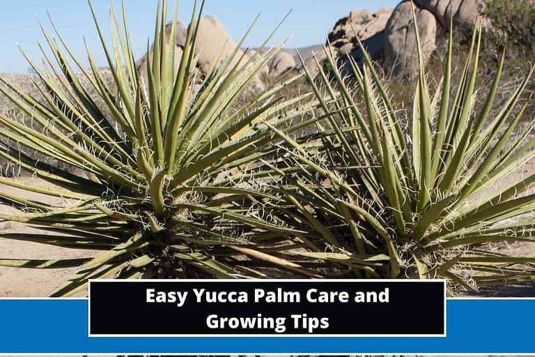 Easy Yucca Palm Care and Growing Tips