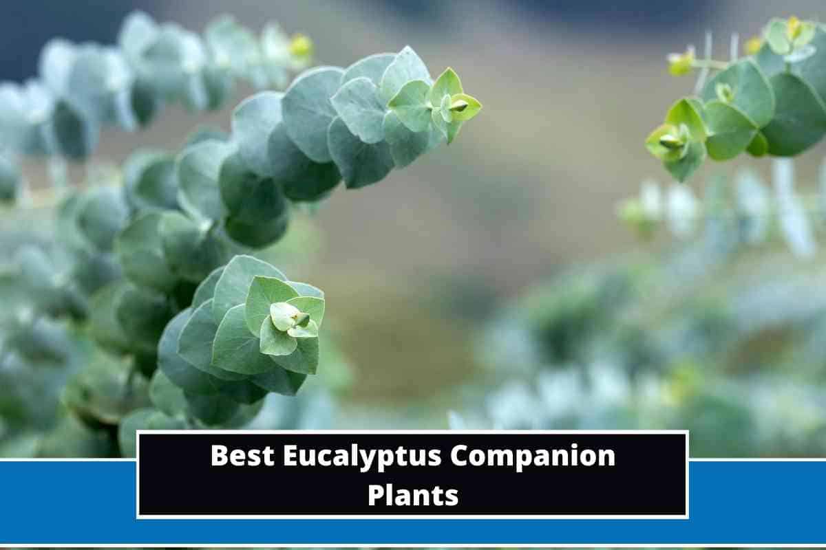13 Best Eucalyptus Companion Plants