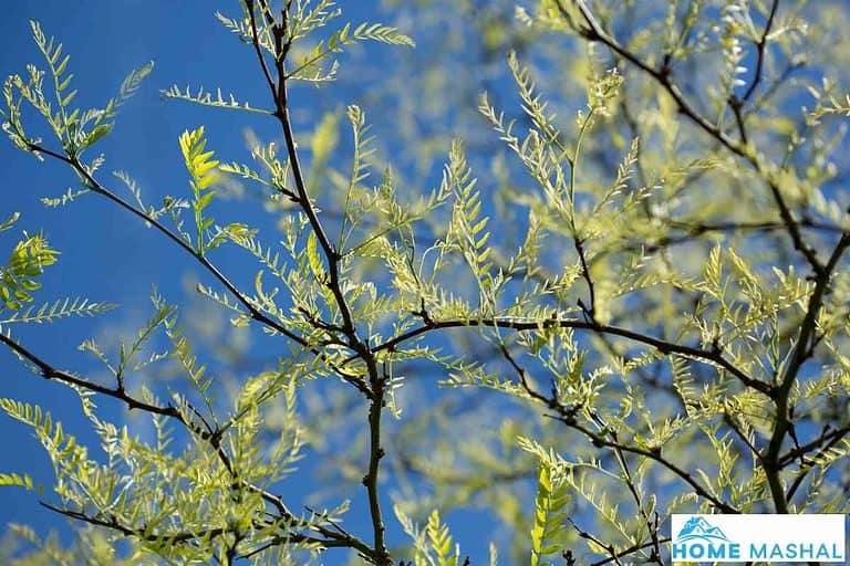 Top 7 Fast Growing Shrubs With Thorns