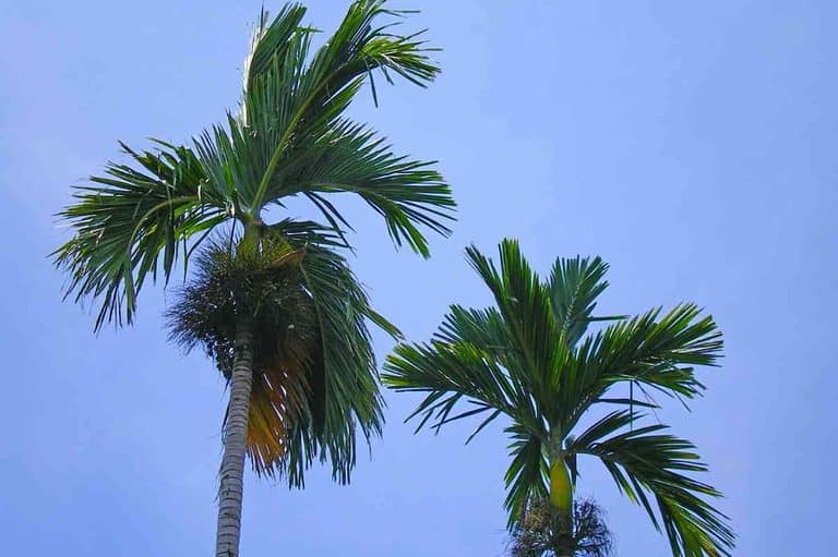 How Long Do Queen Palms Live?
