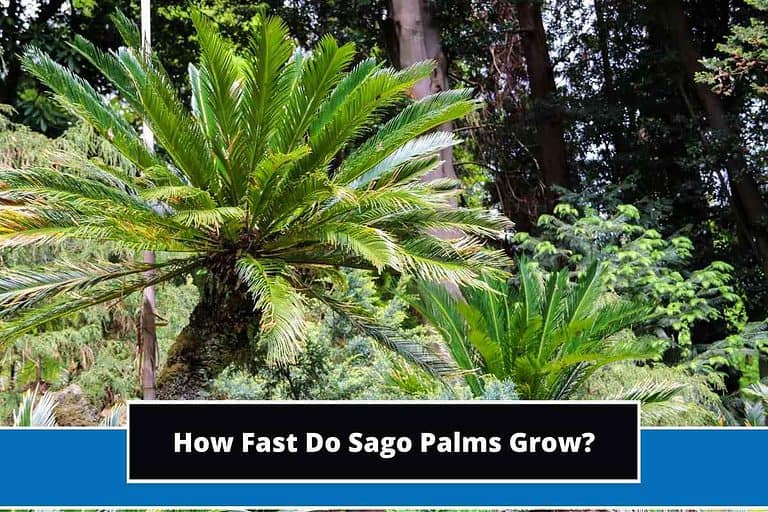 How Fast Do Sago Palms Grow