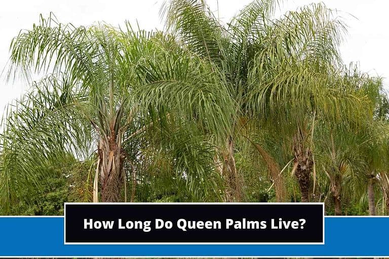 How Long Do Queen Palms Live