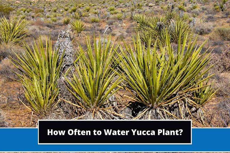 How Often to Water Yucca Plants
