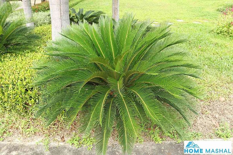 How Fast Do Sago Palms Grow? (Explained)