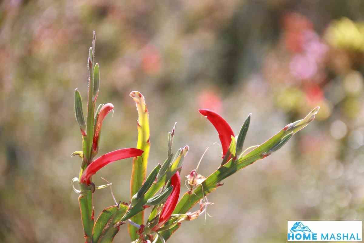 Best Kangaroo Paw Companion Plants