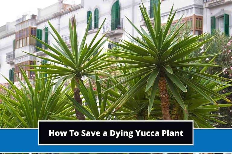 How To Save a Dying Yucca Plant