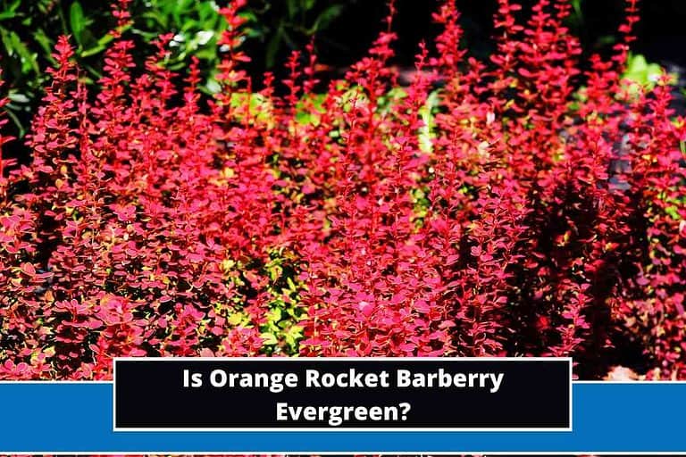 Is Orange Rocket Barberry Evergreen