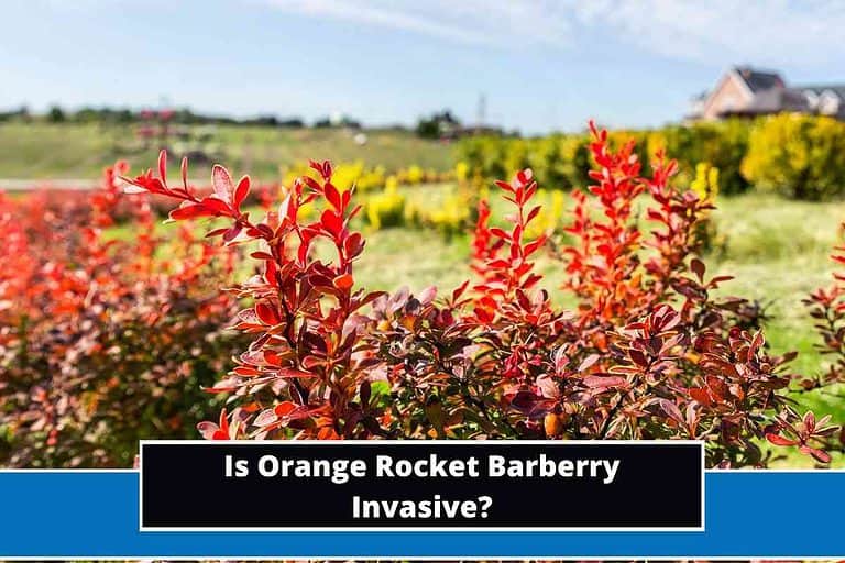 Is Orange Rocket Barberry Invasive