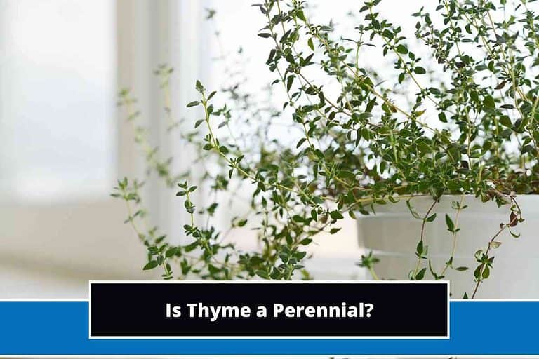 Is Thyme a Perennial