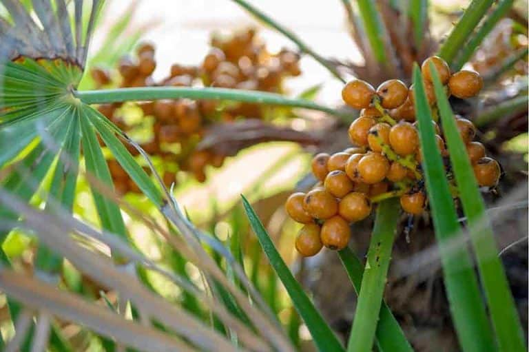 8 Best Small Palm Trees for Pots (With Photos)