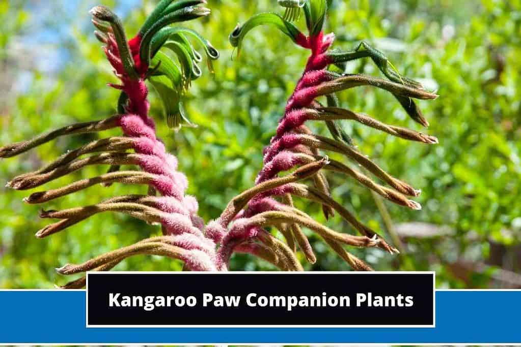 Best Kangaroo Paw Companion Plants