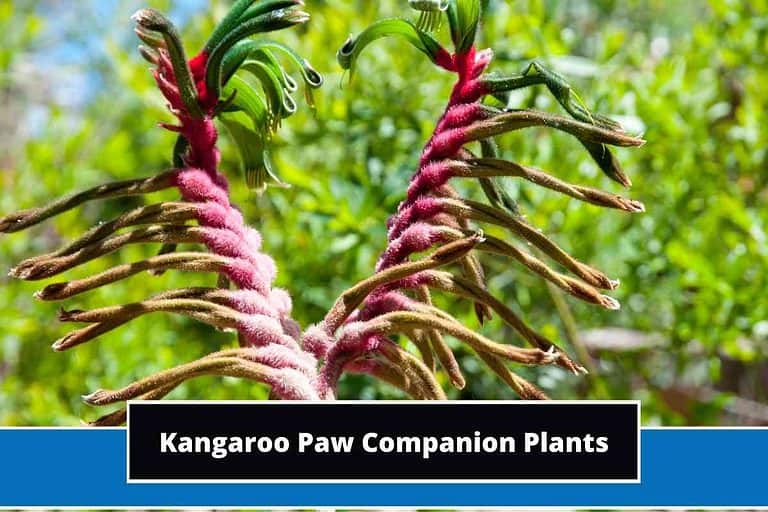 Kangaroo Paw Companion Plants