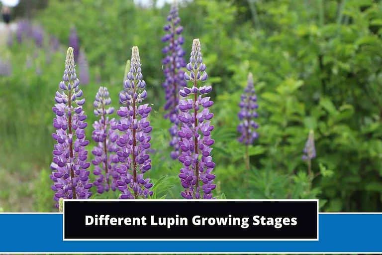 Lupin Growing Stages