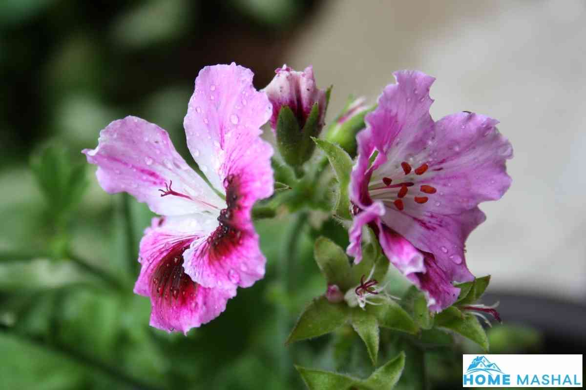 12 Best Plants for Outdoor Containers