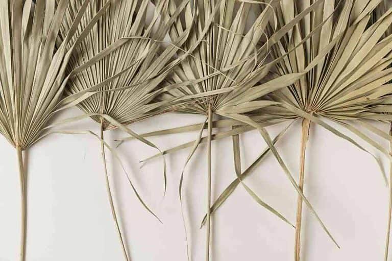 8 Best Small Palm Trees for Pots (With Photos)