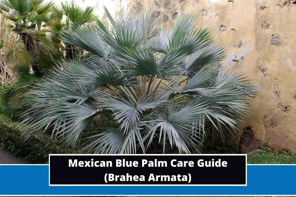 Mexican Blue Palm Care Guide (Brahea Armata)