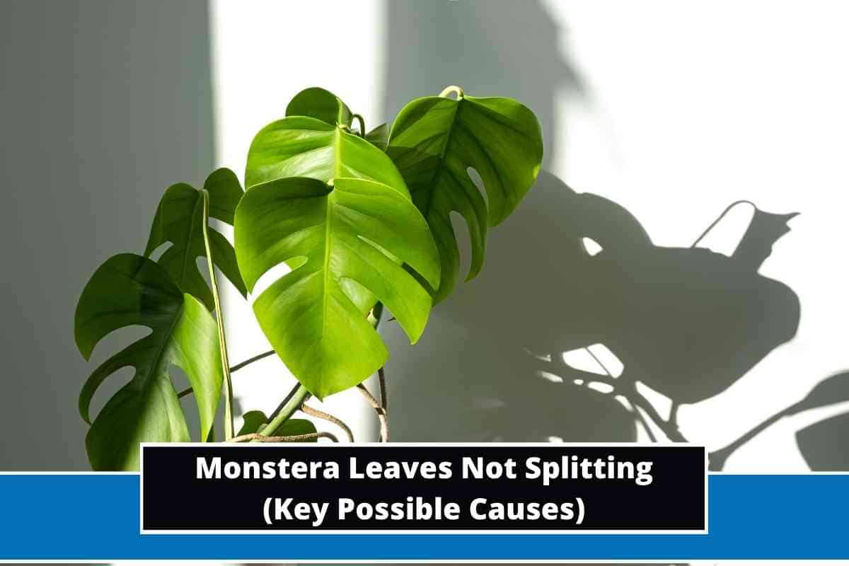 Monstera Leaves Not Splitting (4 Things to Look At!)