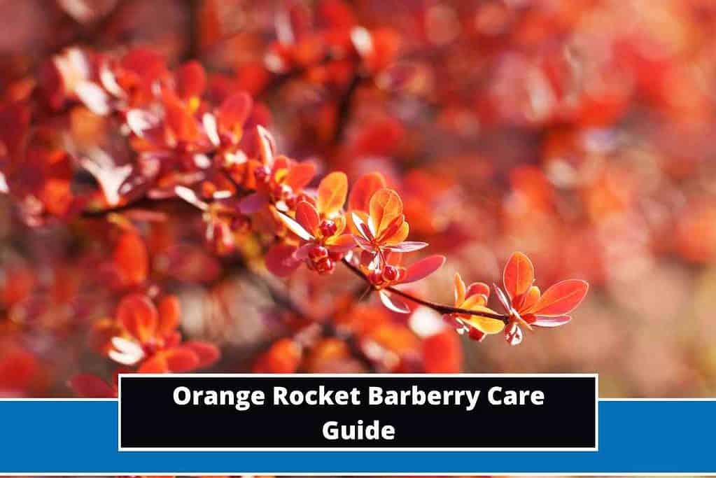 Orange Rocket Barberry Care Guide