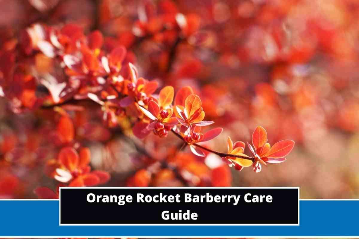 Orenge Roket Orange Rocket Barberry Care Guide