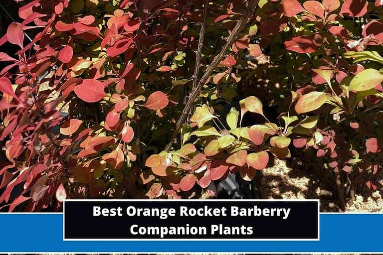 Best Orange Rocket Barberry Companion Plants