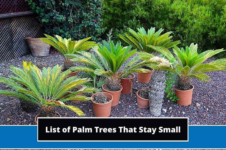 Palm Trees That Stay Small