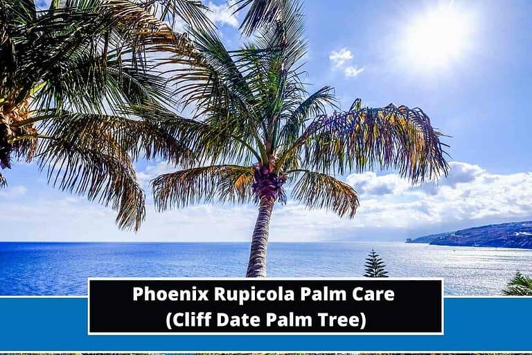 Phoenix Rupicola Palm Care (Cliff Date Palm Tree)
