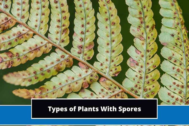 Plants With Spores