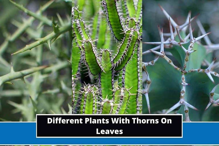 Different Plants With Thorns On Leaves
