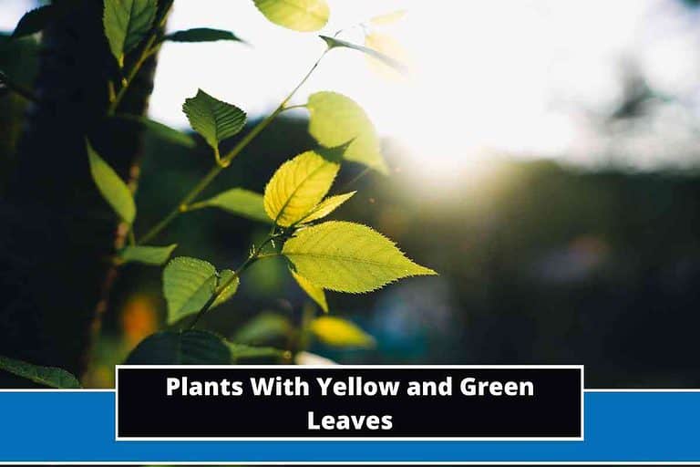 Plants With Yellow and Green Leaves