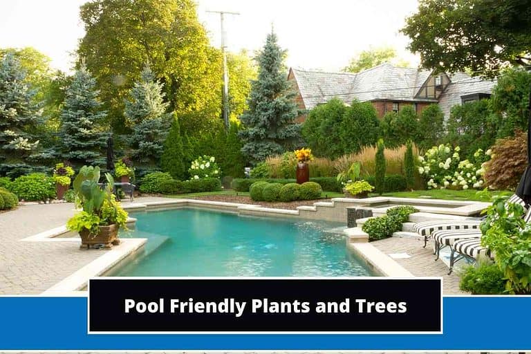 Pool Friendly Plants and Trees