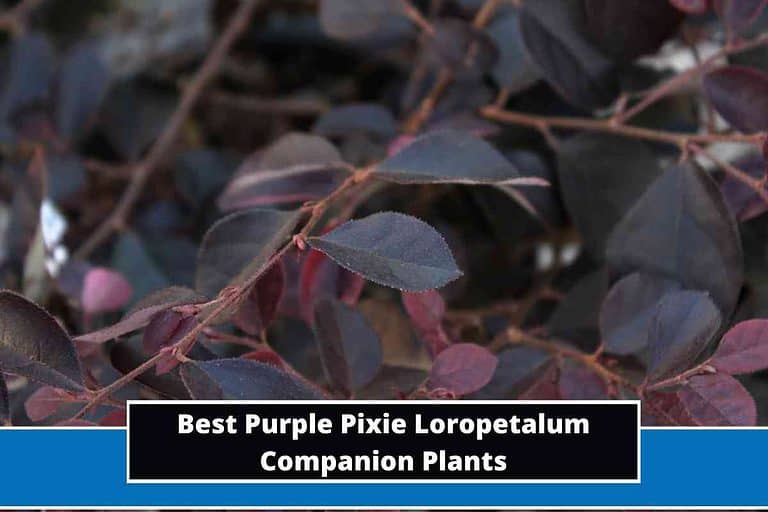 Best Purple Pixie Loropetalum Companion Plants