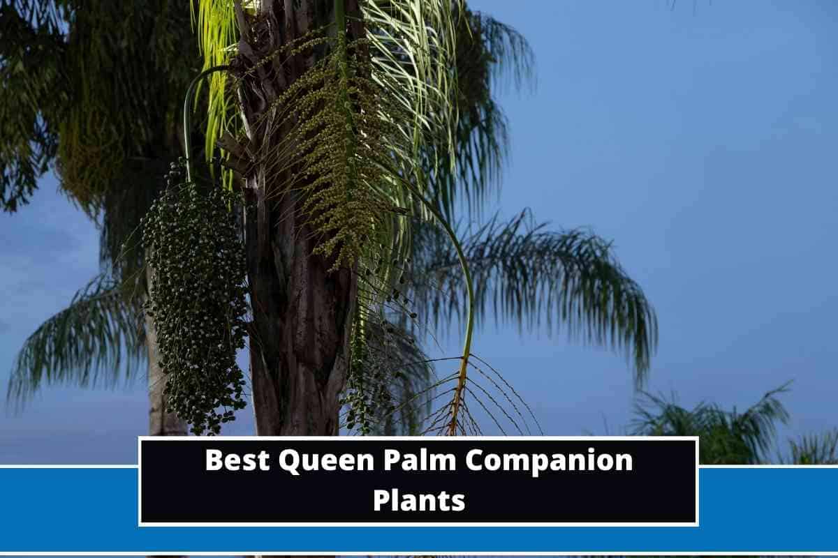 Best Queen Palm Companion Plants