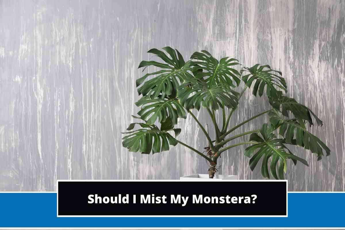 Should I Mist My Monstera Plants?