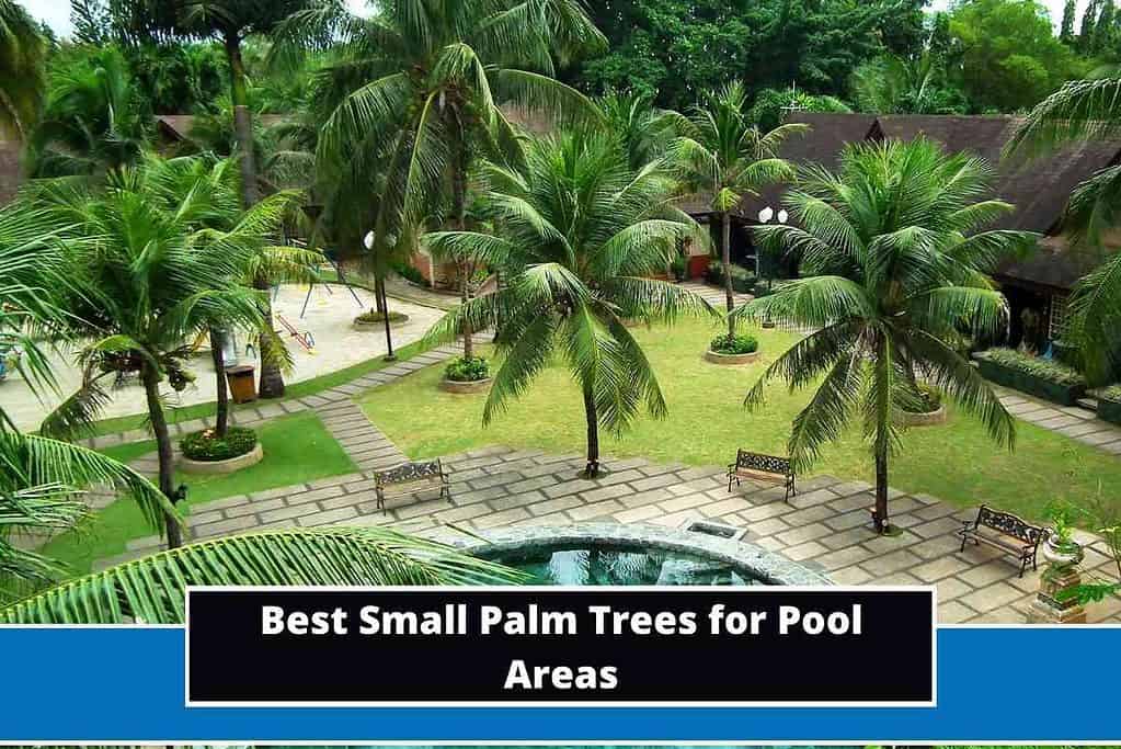 7 Best Small Palm Trees for Pool Areas