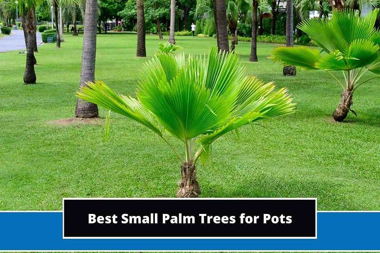 Best Small Palm Trees for Pots