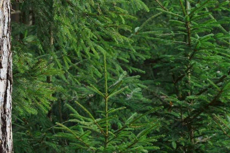 Top 15 Trees That Don’t Lose Their Leaves