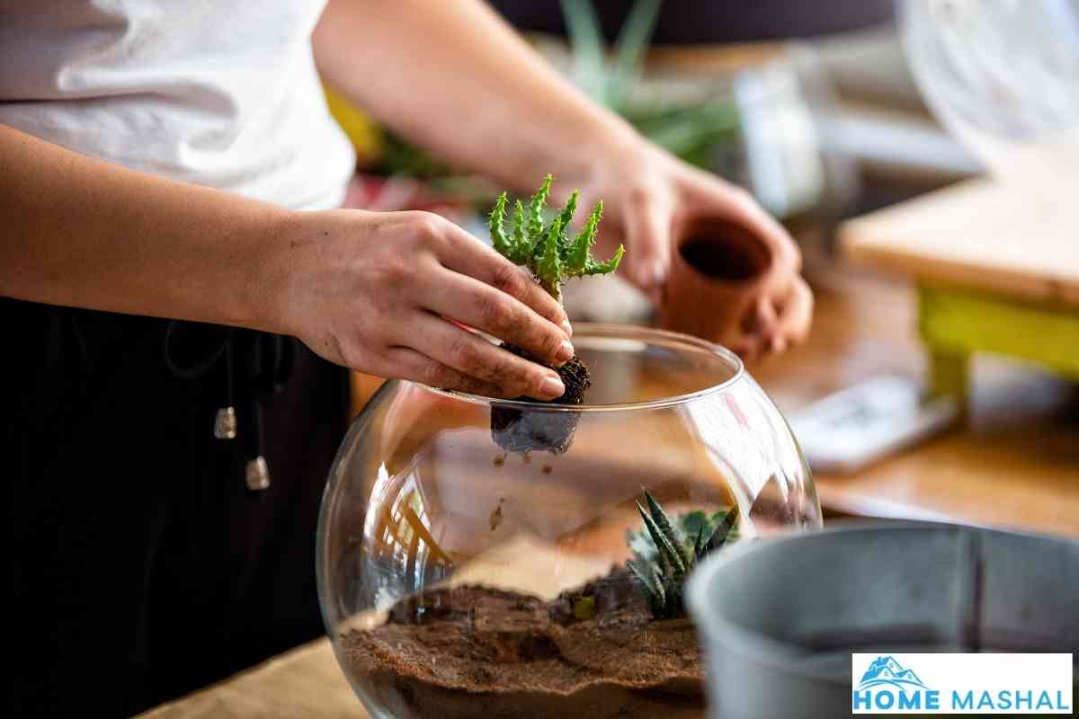 How To Mist Plants Without a Mister (6 Easy Approaches)