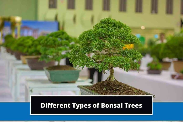 Different Types of Bonsai Trees